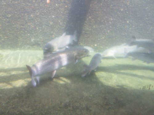 イトウとにらめっこ