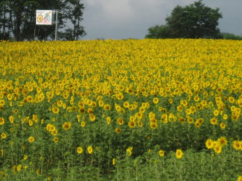 150万本!?のひまわり