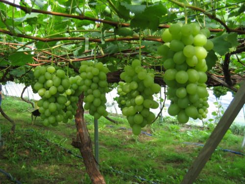 収穫期のブドウ園