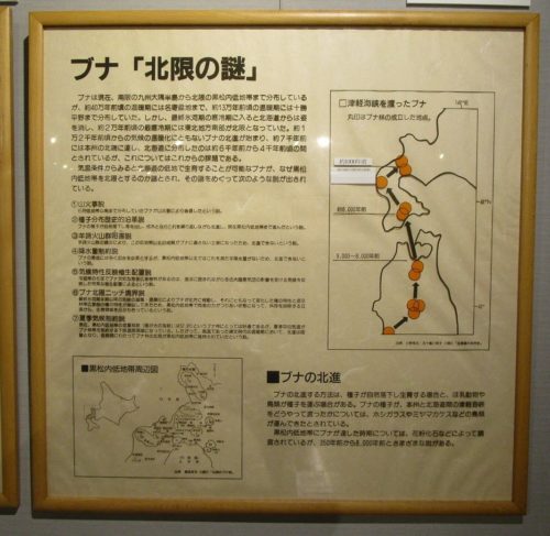 ブナセンター北限の謎