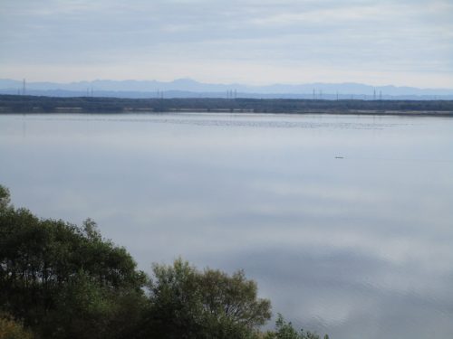 ウトナイ湖の野鳥たち