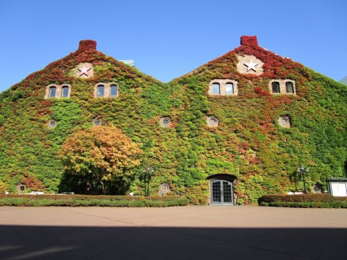 紅葉までもう少しお待ちください（札幌ファクトリー）