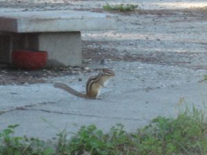 可愛い子の歓迎です(エゾリス?キタリス?)
