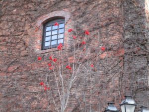 札幌ファクトリー赤レンガ12月04日 - ナナカマド