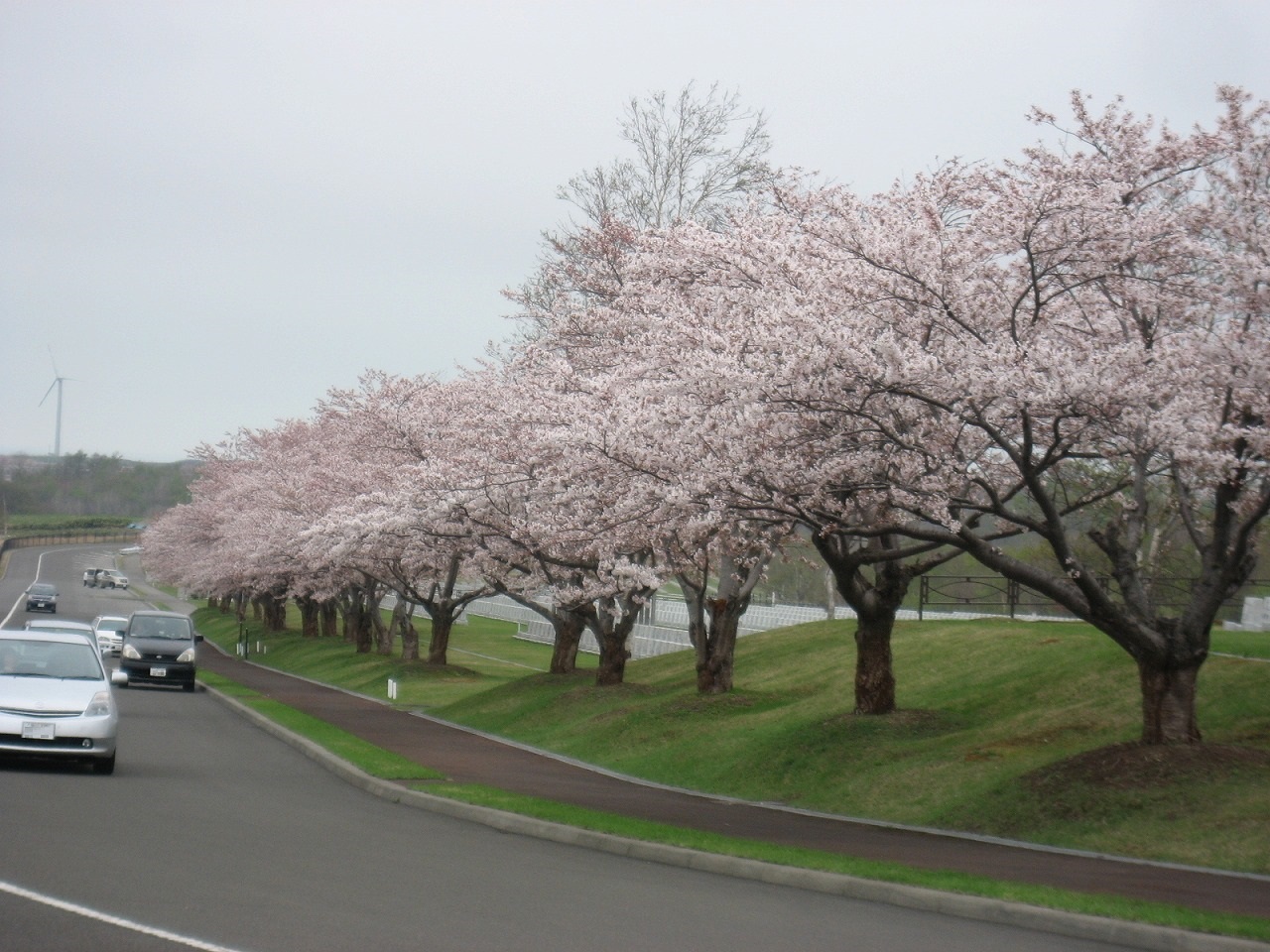 開花期の戸田記念墓地公園の桜並木