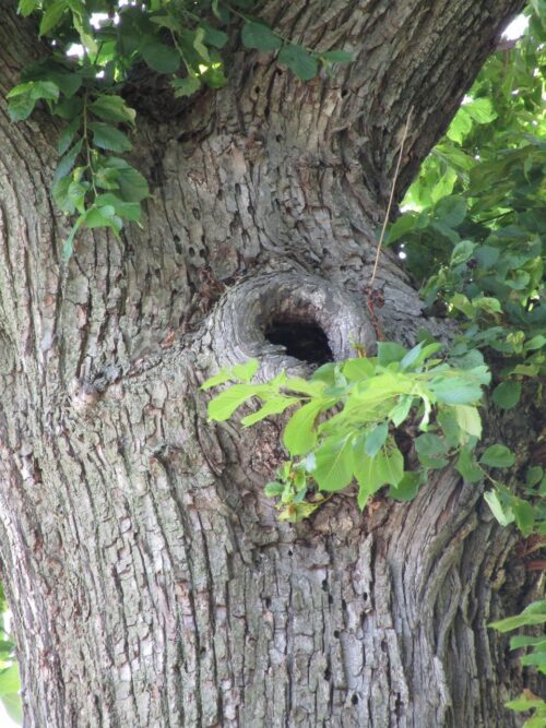 巣立ち後？家主🐥不在のすみか1