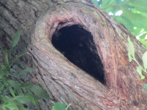 巣立ち後？家主🐥不在のすみか2