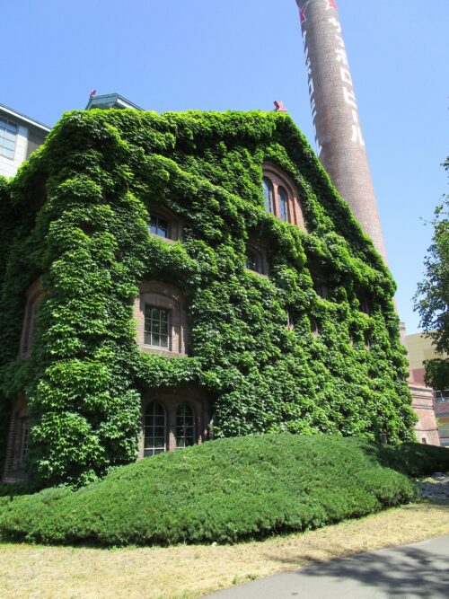 レンガのキャンパスにみどり色が鮮やかです2