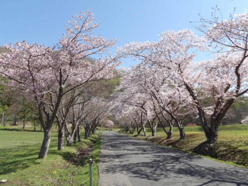 湖畔東側からの昭和新山と有珠山/えぼし岩公園の桜並木3